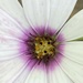 Osteospermum Flower by cataylor41