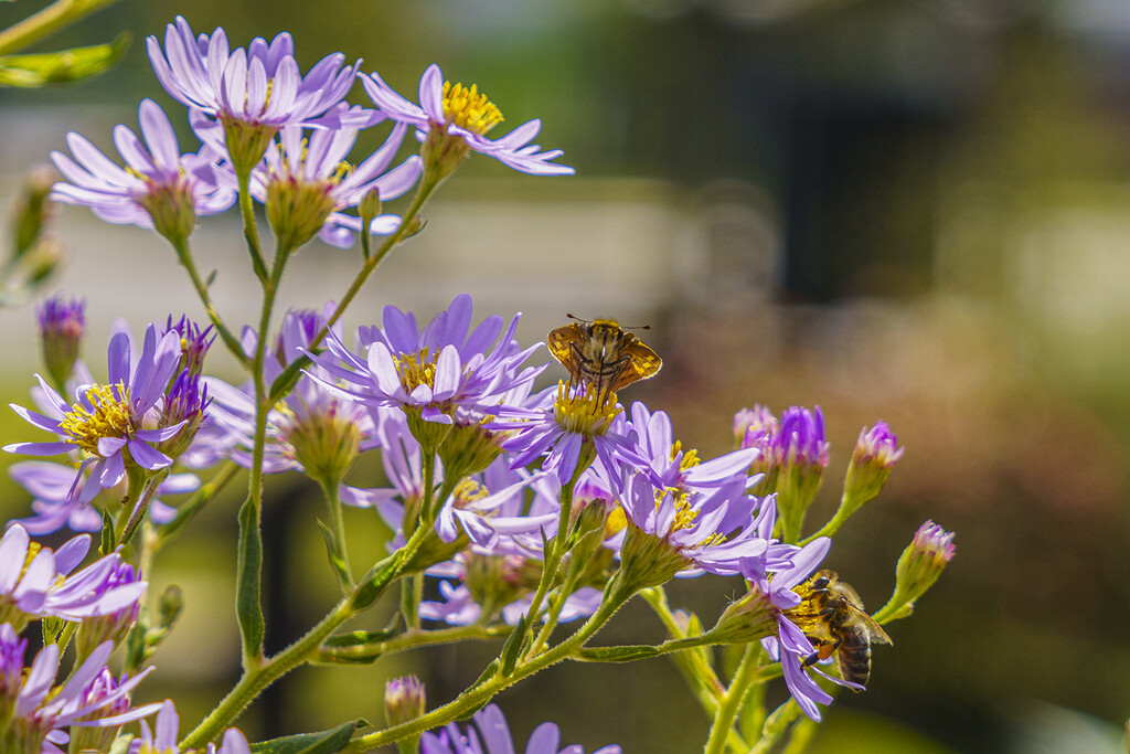 Aster Visitors by k9photo
