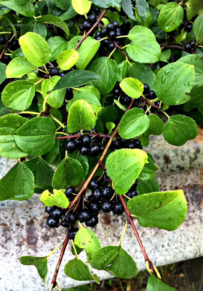 roadside berries by summerfield
