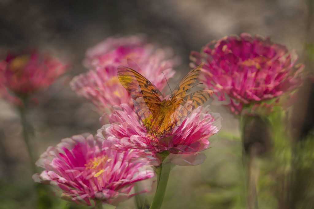 Flutter by kvphoto