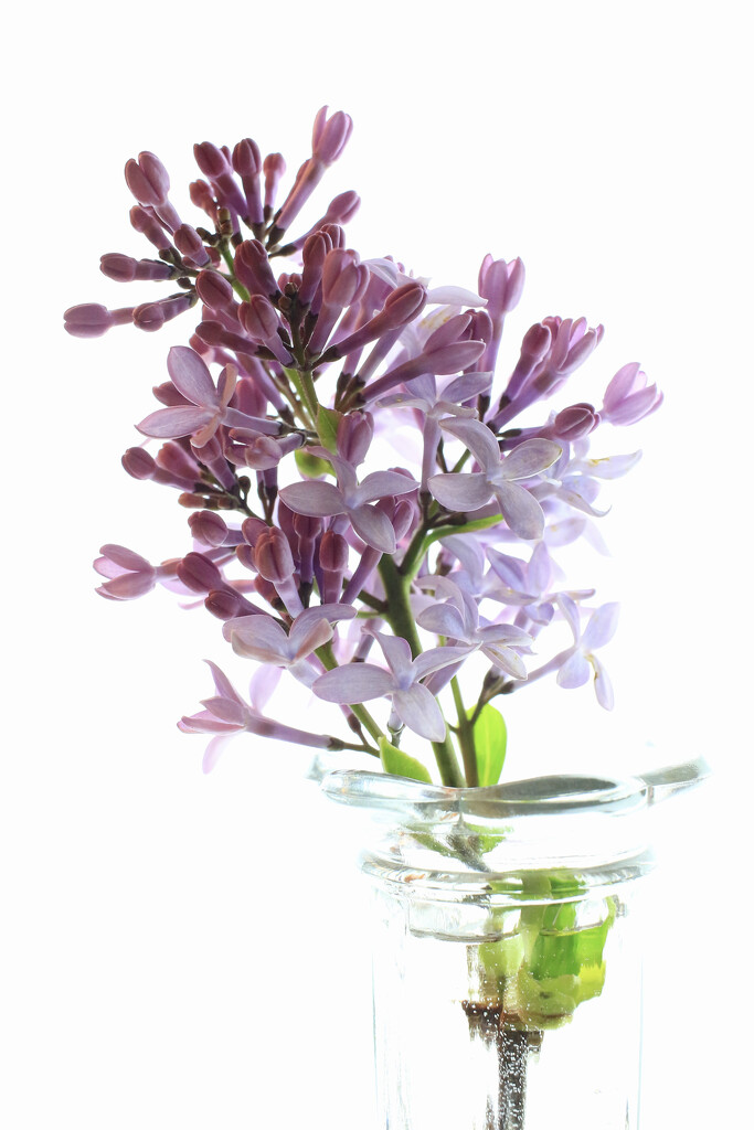 Improbable Lilacs by juliedduncan