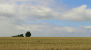 27th Sep 2021 - Wheat , trees and sky 