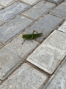 28th Sep 2021 - grasshopper 