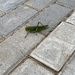 grasshopper  by chuwini