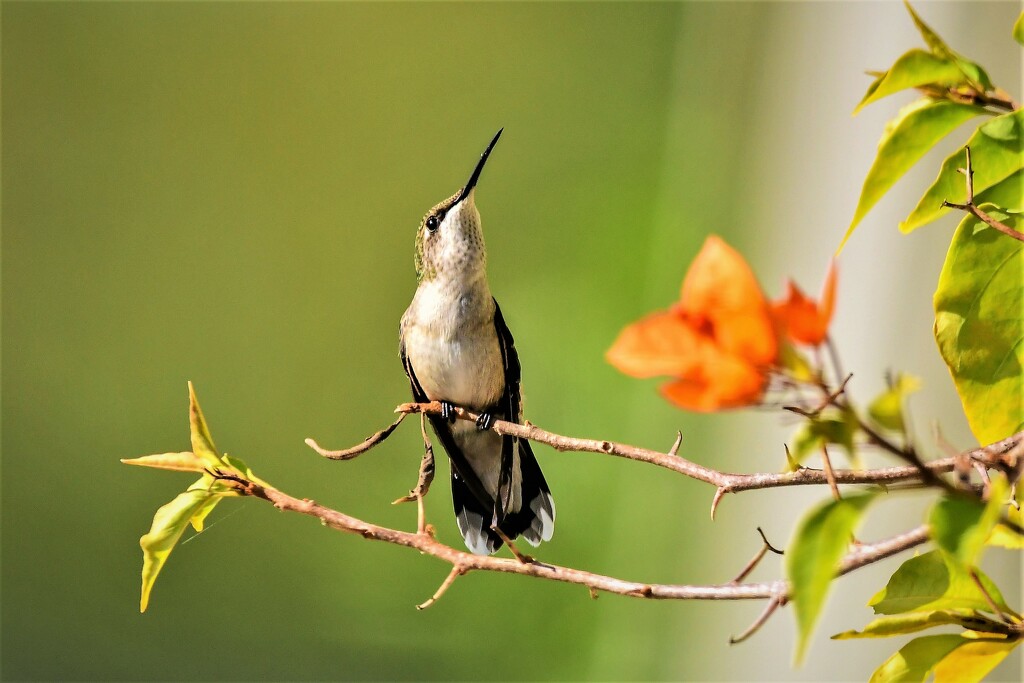 Hummingbird Looks Up by kareenking