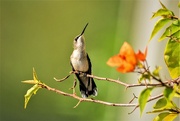 17th Sep 2021 - Hummingbird Looks Up