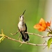 Hummingbird Looks Up by kareenking