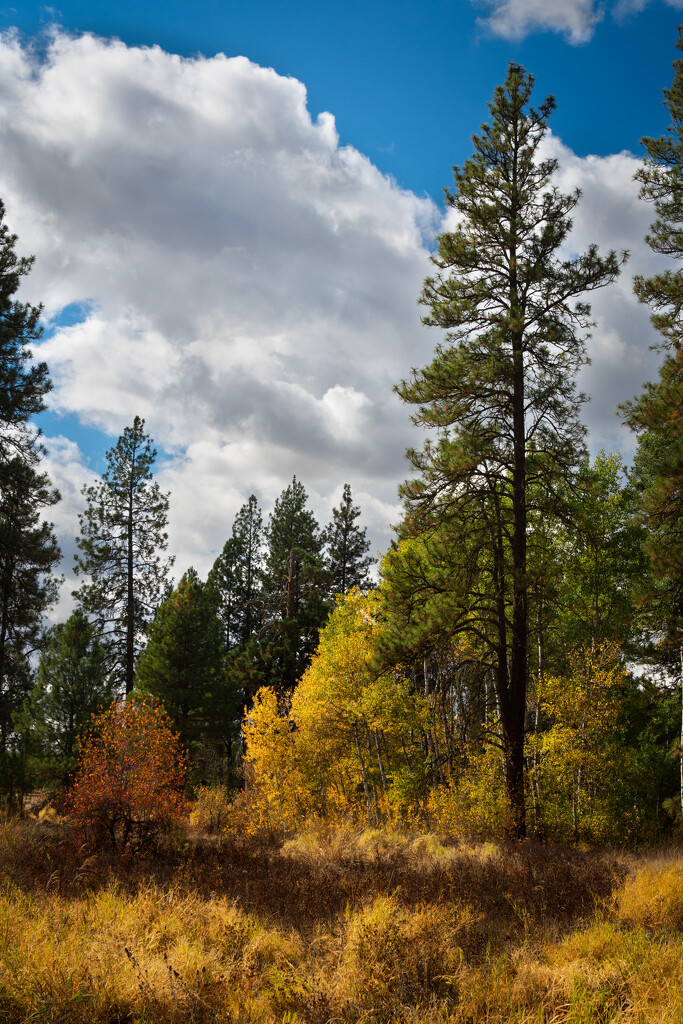 Fall is setting in by teriyakih