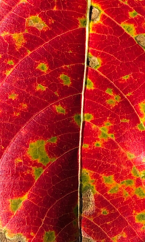 We are getting some rare bright red Autumn color.  I like the slightly abstract quality of this leaf. by congaree