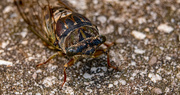 27th Sep 2021 - Live Cicada on the Ground!