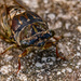 Live Cicada on the Ground! by rickster549