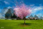 28th Sep 2021 - Cherry Blossom