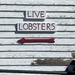Live Lobsters by clay88
