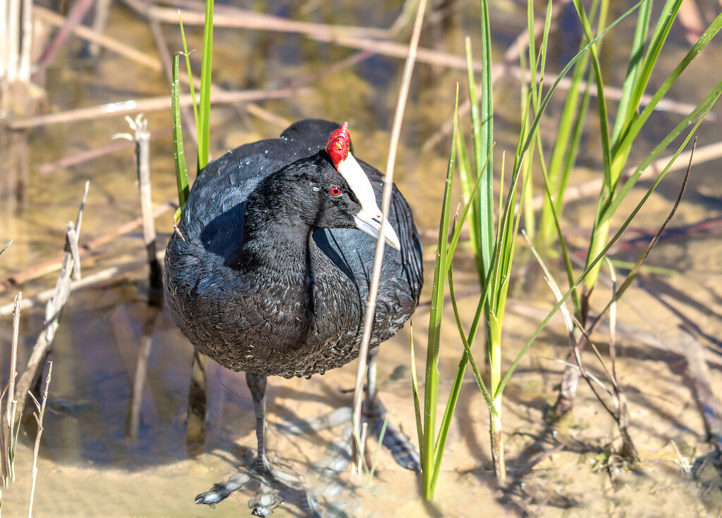 Red Knobbed Coot by ludwigsdiana