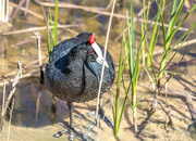 28th Sep 2021 - Red Knobbed Coot
