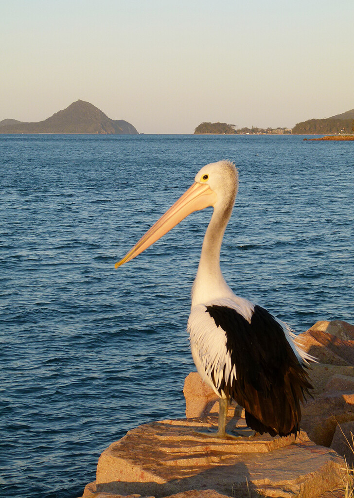 Pelican Fishing by onewing