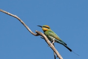 7th Aug 2021 - Rainbow Bee-eater
