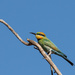 Rainbow Bee-eater by flyrobin