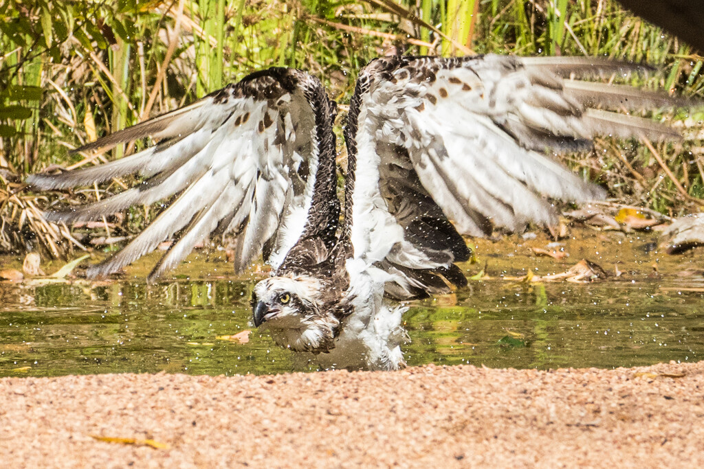 Osprey emerging by flyrobin