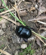 28th Sep 2021 - Dung beetle