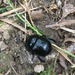 Dung beetle by pattyblue