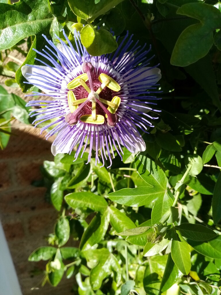 Passion Flower by g3xbm