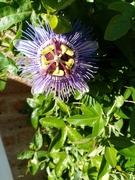 28th Sep 2021 - Passion Flower