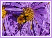 28th Sep 2021 - Bee And Michaelmas Daisies