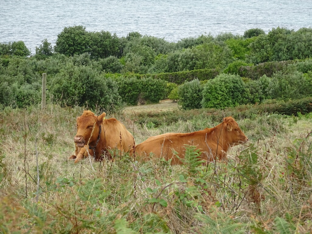 Scilly cows by anniesue