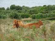 28th Sep 2021 - Scilly cows