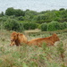 Scilly cows by anniesue