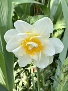 28th Sep 2021 - Daffodil 