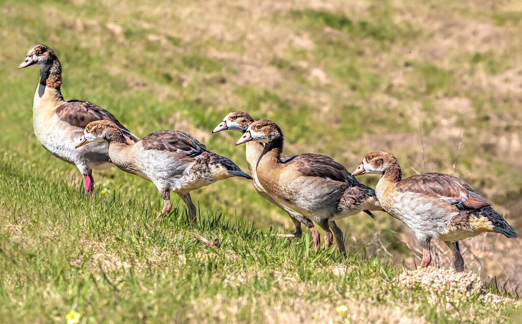 Dad led the way by ludwigsdiana