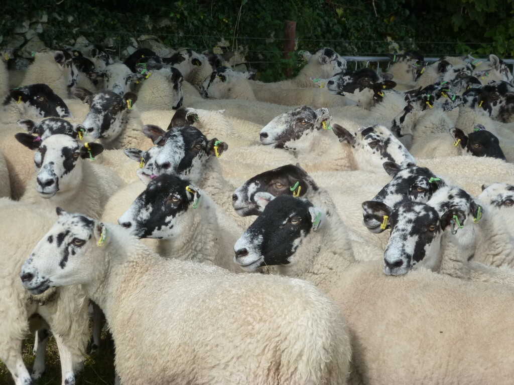  'bit crowded round here '         ....waiting for the sheep dip by yorkshirelady