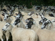 25th Sep 2021 -  'bit crowded round here '         ....waiting for the sheep dip