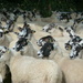  'bit crowded round here '         ....waiting for the sheep dip by yorkshirelady