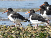 27th Sep 2021 - On the shoreline at Titchfield Haven