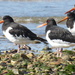 On the shoreline at Titchfield Haven by yorkshirelady