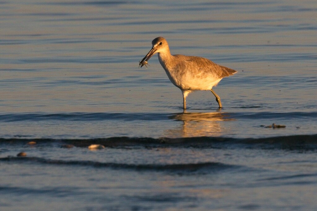 LHG-9656- shorebird with crab morsel by rontu