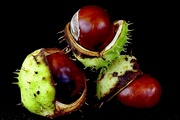 28th Sep 2021 - Conkers
