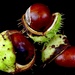 Conkers by carole_sandford