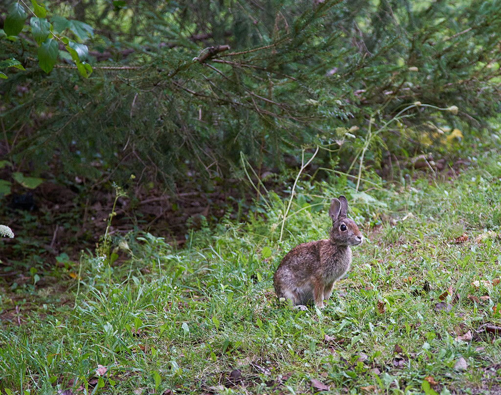 Early Bunny by gardencat