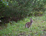 28th Sep 2021 - Early Bunny