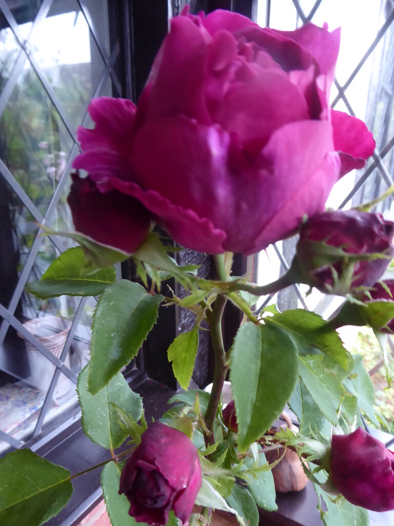 This rose got wind damaged so has been brought indoors by snowy