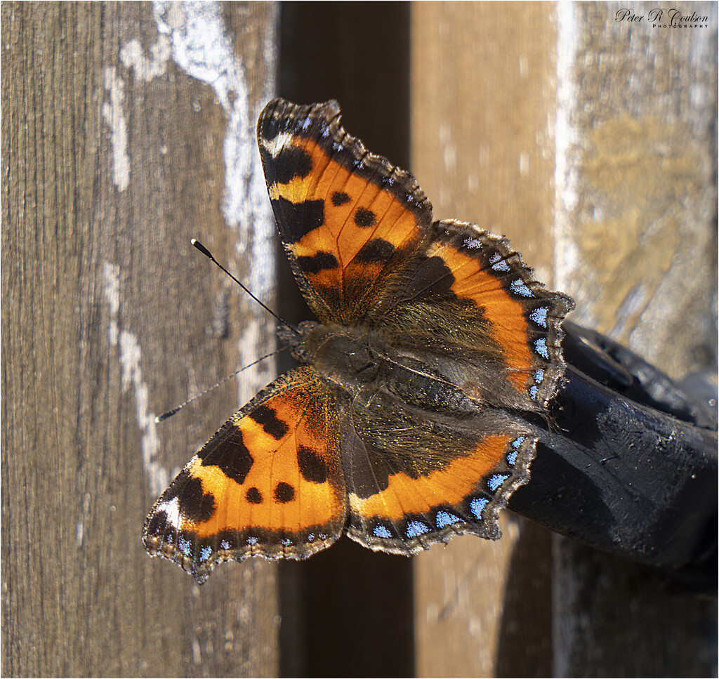 Red Admiral by pcoulson