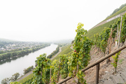 28th Sep 2021 - Steepest vineyards of the world
