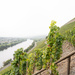 Steepest vineyards of the world by djepie