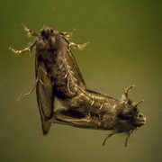 27th Sep 2021 - Moths Mating