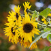 Sunflowers by kiwichick