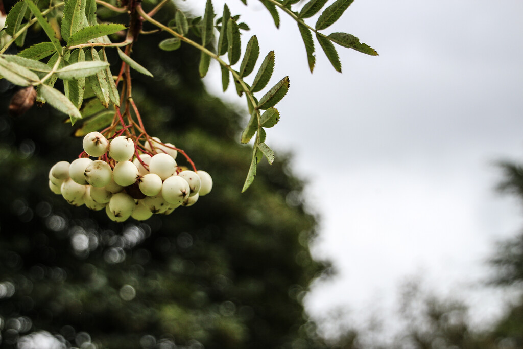 Sorbus Cashmiriana by nodrognai